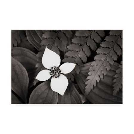 Alan Majchrowicz 'Bunchberry And Ferns I Bw' Canvas Art,12x19